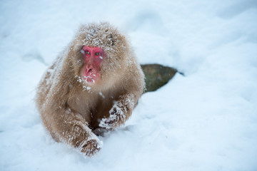 Monkey in a natural onsen (hot spring), located in Snow Monkey, Nagono Japan.