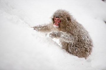 Monkey in a natural onsen (hot spring), located in Snow Monkey, Nagono Japan.