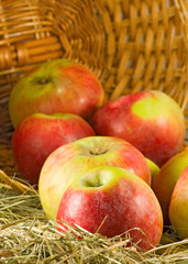 image of ripe apples in inverted basket closeup