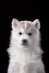 Cute little puppy of syberian husky