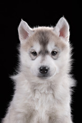 Cute little puppy of syberian husky