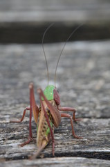 Dectique verrucivore (Decticus verrucivorus)