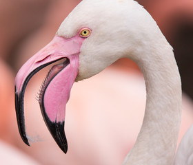 Fototapeta premium Portrait of a pink flamingo.