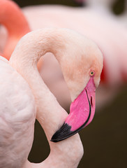 Portrait of a pink flamingo.