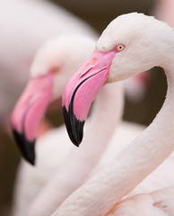 Portrait of a pink flamingo. © Lukas Gojda