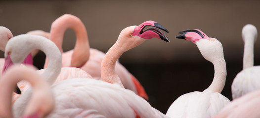 Naklejka premium Portrait of a pink flamingo.