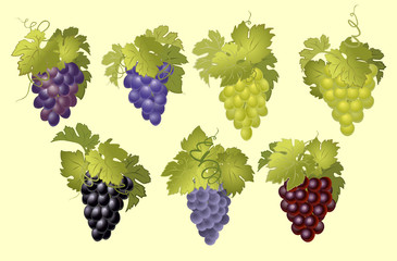 Vector set of bunches of grapes. A set of bunches of grapes of different colors.