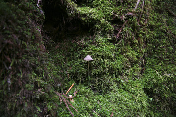 Mushroom in the moss