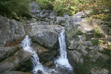 Naklejka na ściany i meble A stream in the forest of Yakushima