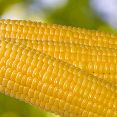 corn on a green background
