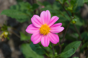 Obraz premium Pink little flower