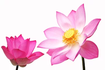 Cercles muraux fleur de lotus lotus flower isolated on white background.
