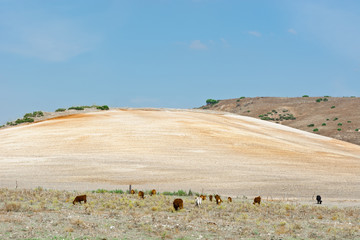 Grazing Cows