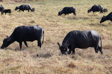 water buffalo eating grass in field