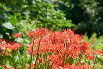 closeup of cluster-amaryllis