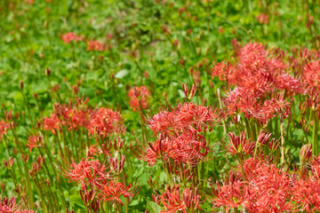 closeup of cluster-amaryllis