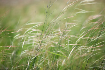 reeds grass