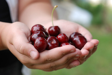 Girl hands holding bunch of fresh cherries