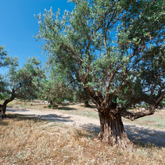 Olive Grove