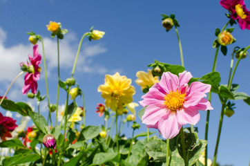 Dahlia flower in the garden and blue sky
