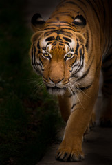 Gros plan du tigre de Sumatra.