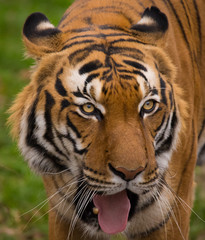 Fototapeta na wymiar Sumatran Tiger close-up.