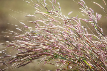 beautiful reeds grass