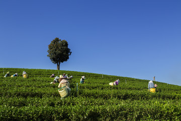 green tea harvested by the green tea farmers in the morning