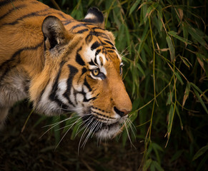 Sumatran Tiger close-up.