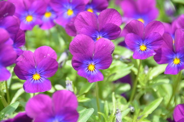 Fototapeta premium Bright purple pansy field