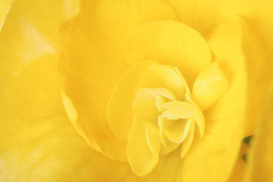 Fototapeta macro image of yellow begonia flower