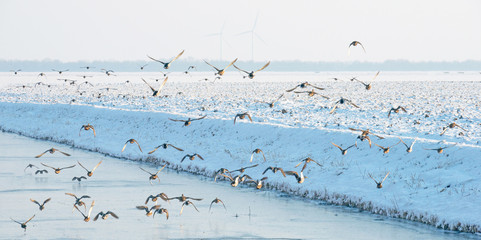 Birds flying over a snowy canal in winter