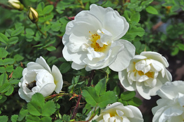 white flowers of wild rose
