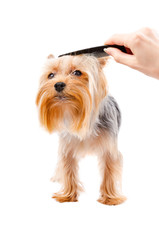 Combing dog breed Yorkshire terrier