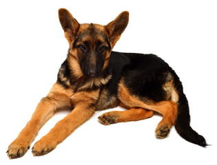 Little German Shepherd lying posing