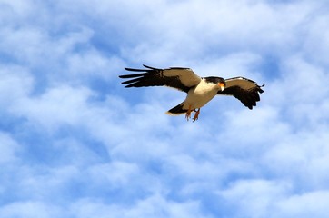 Argentine - Faucon Caracara