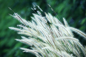 reeds grass