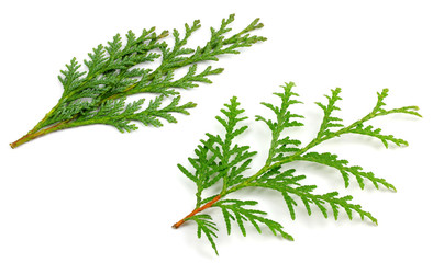  Two arborvitae leaves on a white background