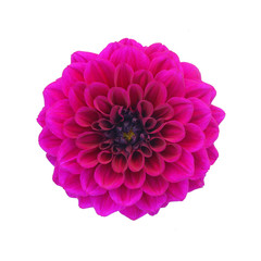 Purple dahlia isolated on white background