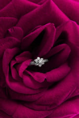 Beautiful engagement ring between the petals of a rose