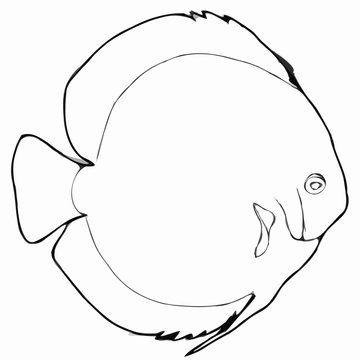 Kiajo76 Photos Images Assets Adobe Stock