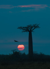 Lever du soleil sur l& 39 avenue des baobabs, Madagascar