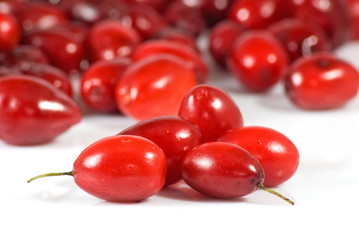 image of ripe dogwood on a white background closeup