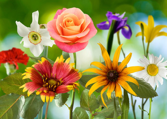 image of  many flowers in the garden close-up