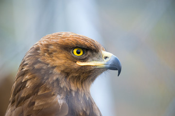 Birds of prey - Captive Aquila pomarina - Lesser Spotted Eagle