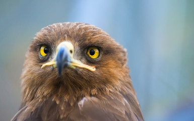 Birds of prey - Captive Aquila pomarina - Lesser Spotted Eagle