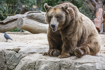 Obraz premium The old brown bear is sitting in the forest on his back