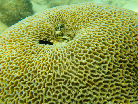 Close up to polyp of massive coral, Goniastrea