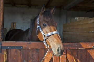 English thoroughbred racehorse in box 08