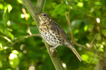 Mistle thrush